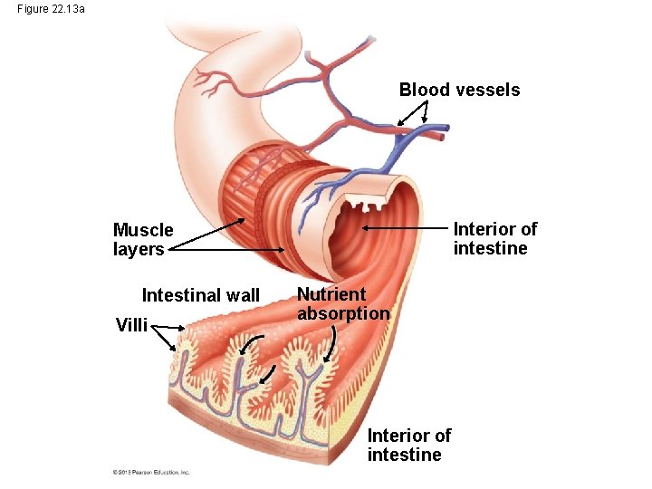 Figure 22. 13 a Blood vessels Interior of intestine Muscle layers Intestinal wall Villi Figure 22. 13 a Blood vessels Interior of intestine Muscle layers Intestinal wall Villi