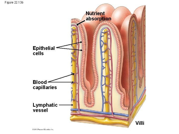 Figure 22. 13 b Nutrient absorption Epithelial cells Blood capillaries Lymphatic vessel Villi Figure 22. 13 b Nutrient absorption Epithelial cells Blood capillaries Lymphatic vessel Villi