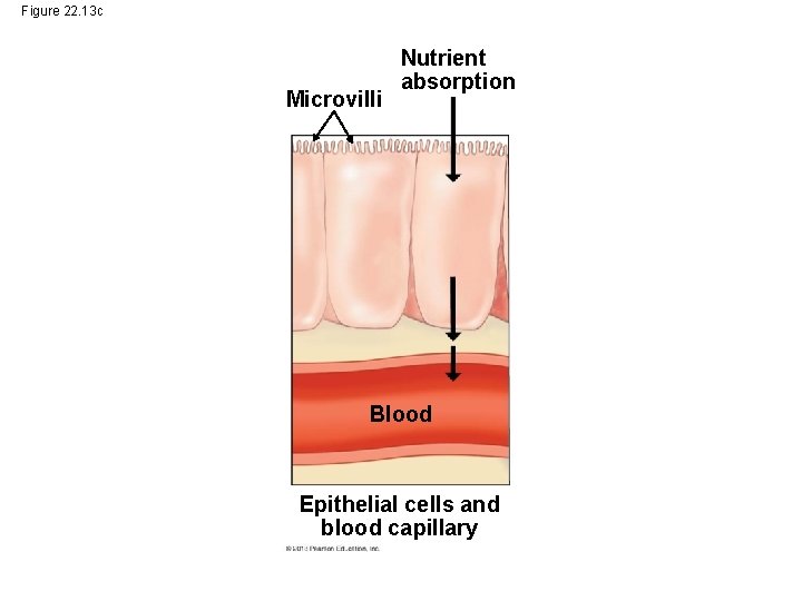 Figure 22. 13 c Microvilli Nutrient absorption Blood Epithelial cells and blood capillary Figure 22. 13 c Microvilli Nutrient absorption Blood Epithelial cells and blood capillary