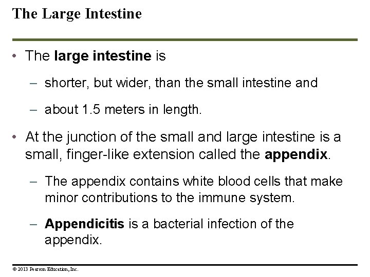The Large Intestine • The large intestine is – shorter, but wider, than the The Large Intestine • The large intestine is – shorter, but wider, than the