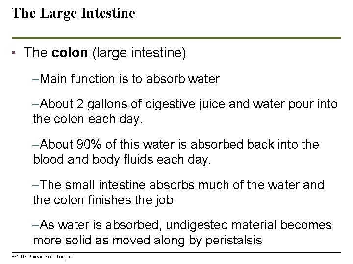 The Large Intestine • The colon (large intestine) –Main function is to absorb water The Large Intestine • The colon (large intestine) –Main function is to absorb water