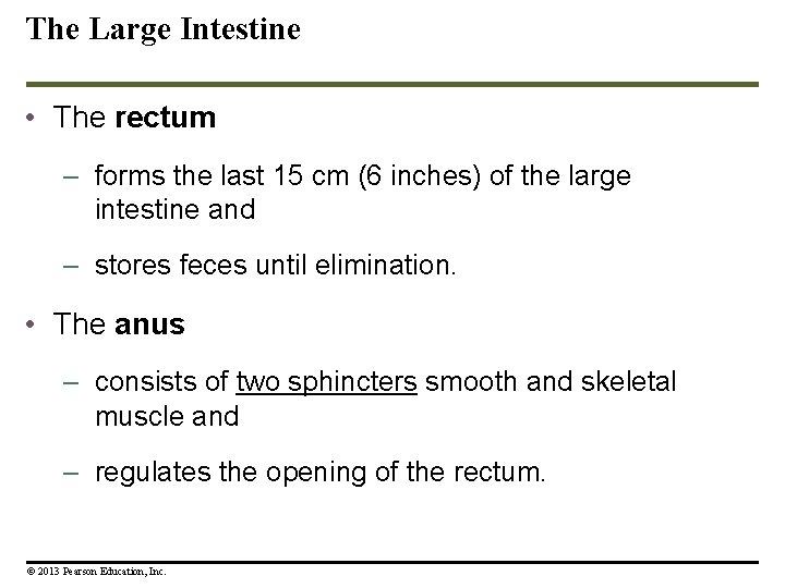 The Large Intestine • The rectum – forms the last 15 cm (6 inches) The Large Intestine • The rectum – forms the last 15 cm (6 inches)