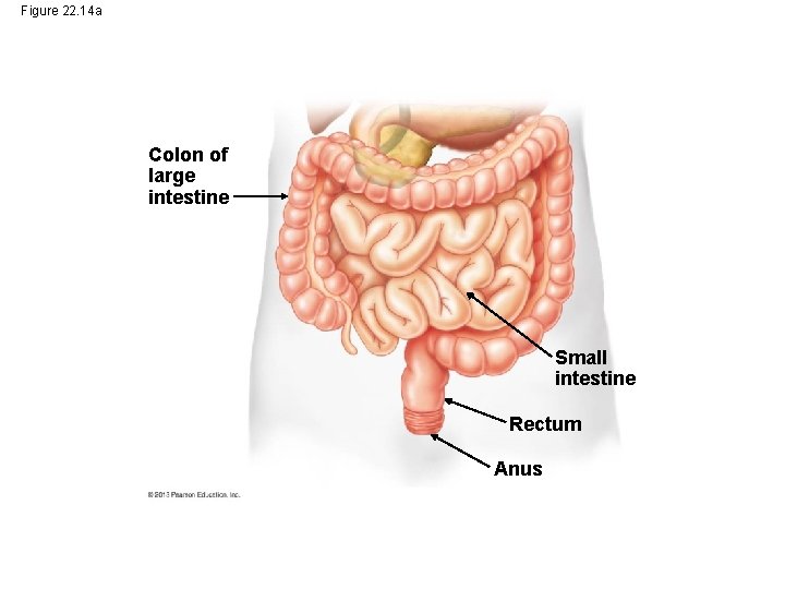 Figure 22. 14 a Colon of large intestine Small intestine Rectum Anus Figure 22. 14 a Colon of large intestine Small intestine Rectum Anus