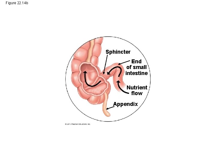 Figure 22. 14 b Sphincter End of small intestine Nutrient flow Appendix Figure 22. 14 b Sphincter End of small intestine Nutrient flow Appendix