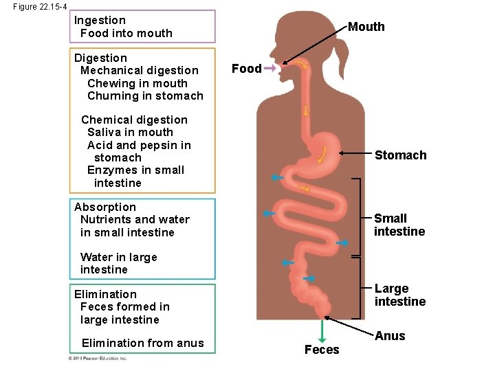 Figure 22. 15 -4 Ingestion Food into mouth Digestion Mechanical digestion Chewing in mouth Figure 22. 15 -4 Ingestion Food into mouth Digestion Mechanical digestion Chewing in mouth