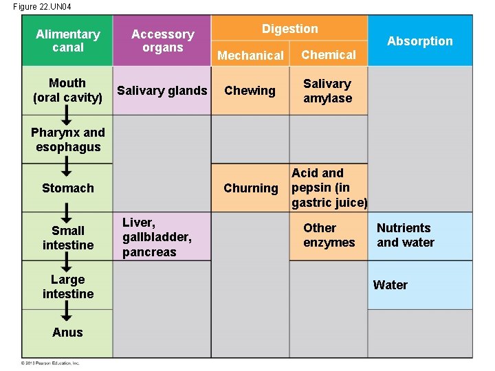 Figure 22. UN 04 Alimentary canal Accessory organs Mouth (oral cavity) Salivary glands Digestion Figure 22. UN 04 Alimentary canal Accessory organs Mouth (oral cavity) Salivary glands Digestion
