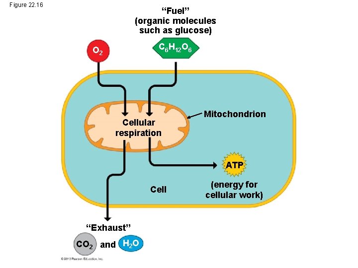 Figure 22. 16 “Fuel” (organic molecules such as glucose) C 6 H 12 O Figure 22. 16 “Fuel” (organic molecules such as glucose) C 6 H 12 O