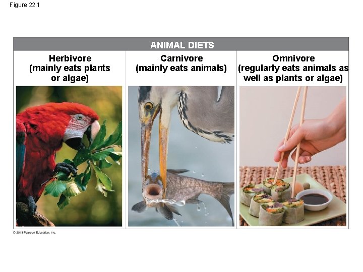 Figure 22. 1 Herbivore (mainly eats plants or algae) ANIMAL DIETS Carnivore (mainly eats Figure 22. 1 Herbivore (mainly eats plants or algae) ANIMAL DIETS Carnivore (mainly eats