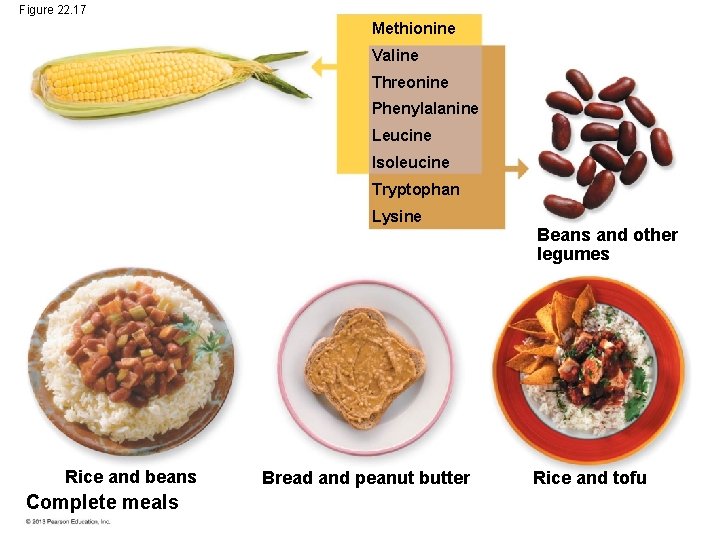 Figure 22. 17 Methionine Valine Threonine Phenylalanine Leucine Isoleucine Tryptophan Lysine Rice and beans Figure 22. 17 Methionine Valine Threonine Phenylalanine Leucine Isoleucine Tryptophan Lysine Rice and beans