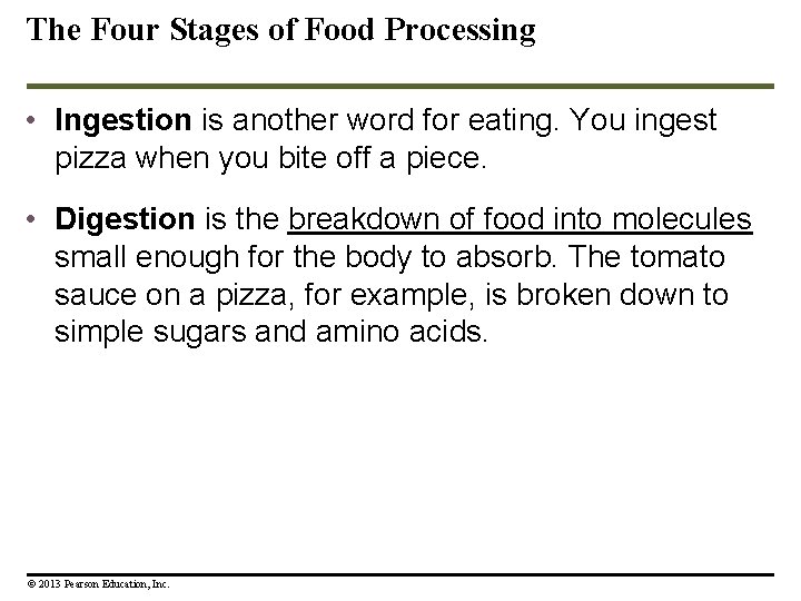 The Four Stages of Food Processing • Ingestion is another word for eating. You The Four Stages of Food Processing • Ingestion is another word for eating. You