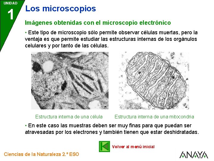 UNIDAD 1 Los microscopios Imágenes obtenidas con el microscopio electrónico • Este tipo de