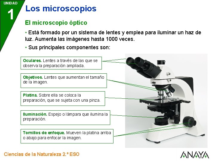 UNIDAD 1 Los microscopios El microscopio óptico • Está formado por un sistema de