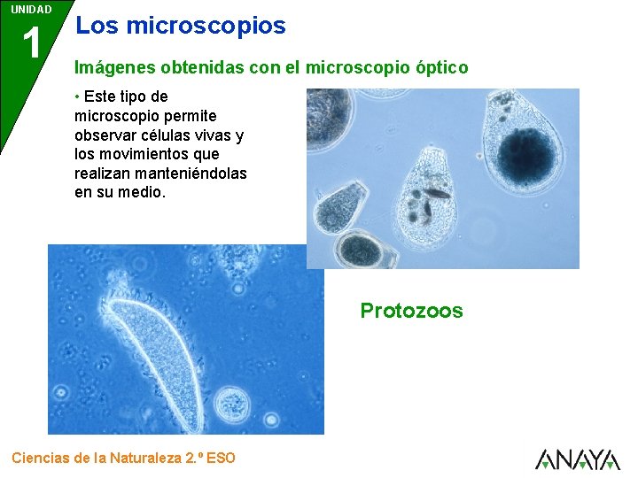 UNIDAD 1 Los microscopios Imágenes obtenidas con el microscopio óptico • Este tipo de