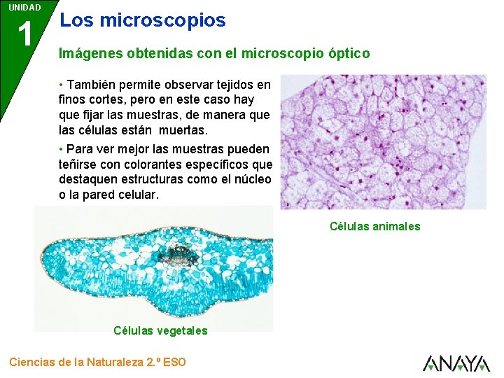 UNIDAD 1 Los microscopios Imágenes obtenidas con el microscopio óptico • También permite observar