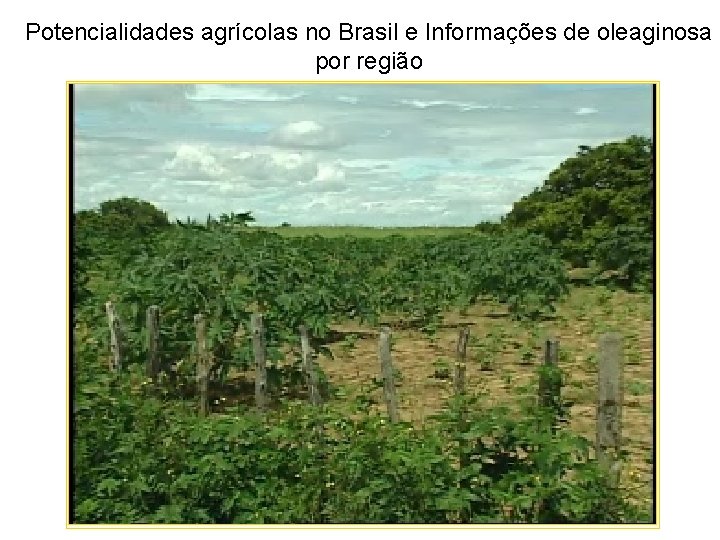 Potencialidades agrícolas no Brasil e Informações de oleaginosa por região 