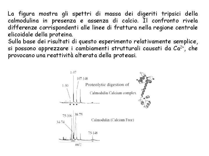 La figura mostra gli spettri di massa dei digeriti tripsici della calmodulina in presenza