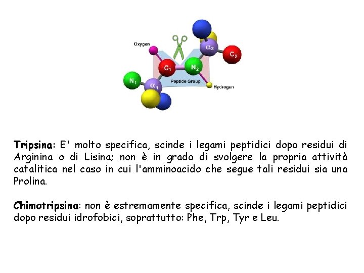 Tripsina: E' molto specifica, scinde i legami peptidici dopo residui di Arginina o di