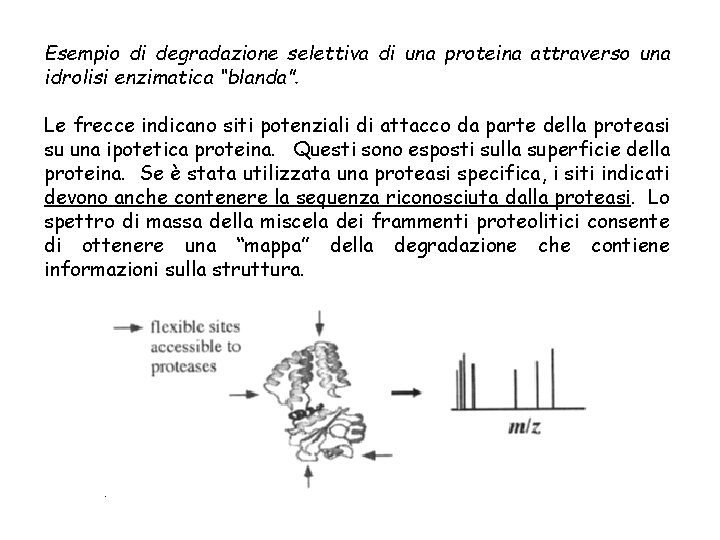 Esempio di degradazione selettiva di una proteina attraverso una idrolisi enzimatica “blanda”. Le frecce