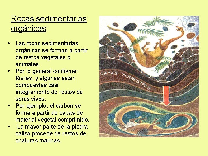 Rocas sedimentarias orgánicas: • Las rocas sedimentarias orgánicas se forman a partir de restos