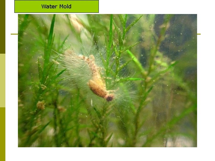 Water Mold 