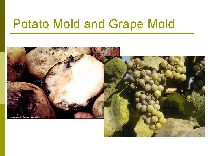 Potato Mold and Grape Mold 