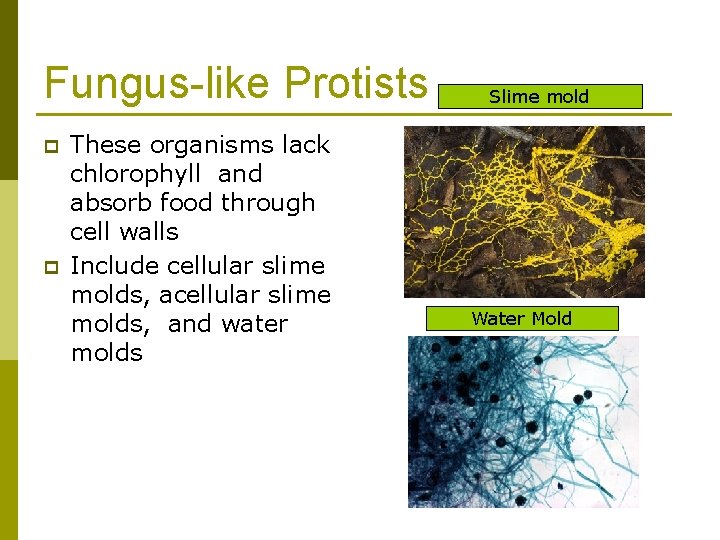 Fungus-like Protists p p These organisms lack chlorophyll and absorb food through cell walls