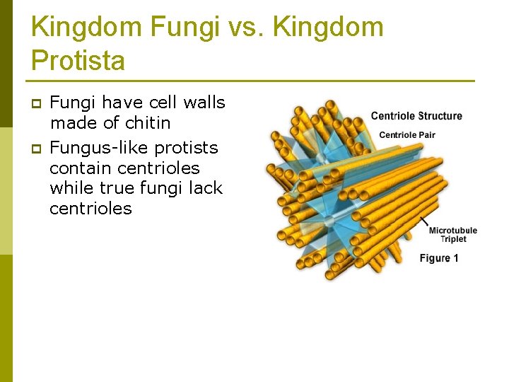 Kingdom Fungi vs. Kingdom Protista p p Fungi have cell walls made of chitin