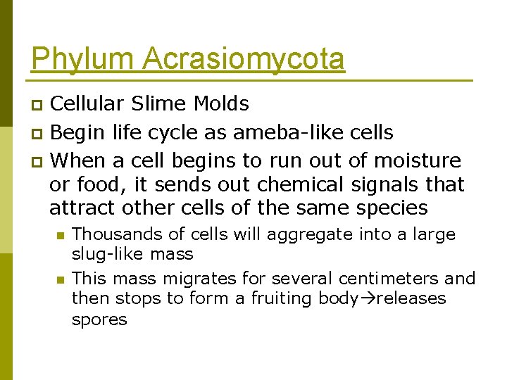 Phylum Acrasiomycota Cellular Slime Molds p Begin life cycle as ameba-like cells p When