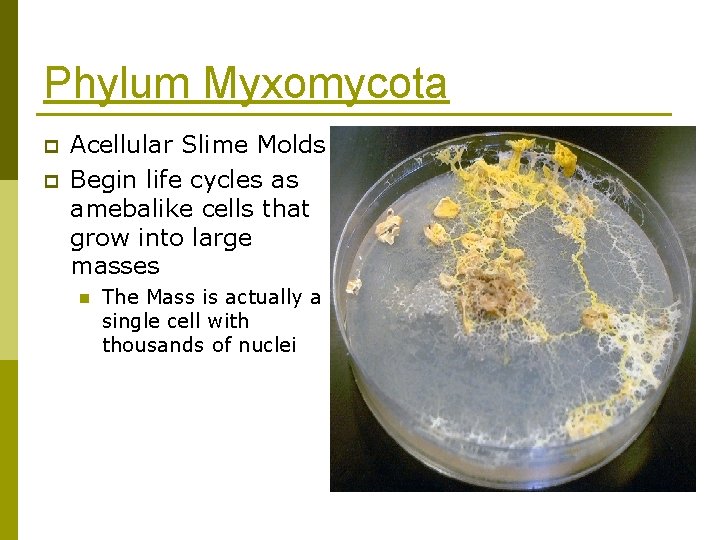 Phylum Myxomycota p p Acellular Slime Molds Begin life cycles as amebalike cells that