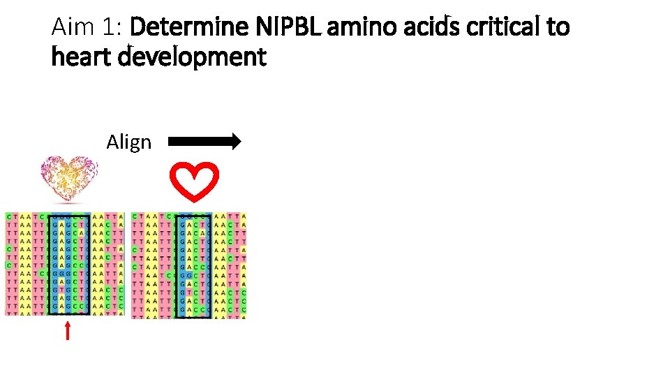 Aim 1: Determine NIPBL amino acids critical to heart development Align Mutagenize Observe Aim 1: Determine NIPBL amino acids critical to heart development Align Mutagenize Observe