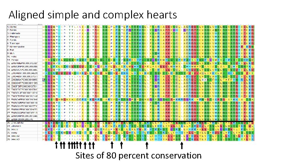 Aligned simple and complex hearts Sites of 80 percent conservation Aligned simple and complex hearts Sites of 80 percent conservation