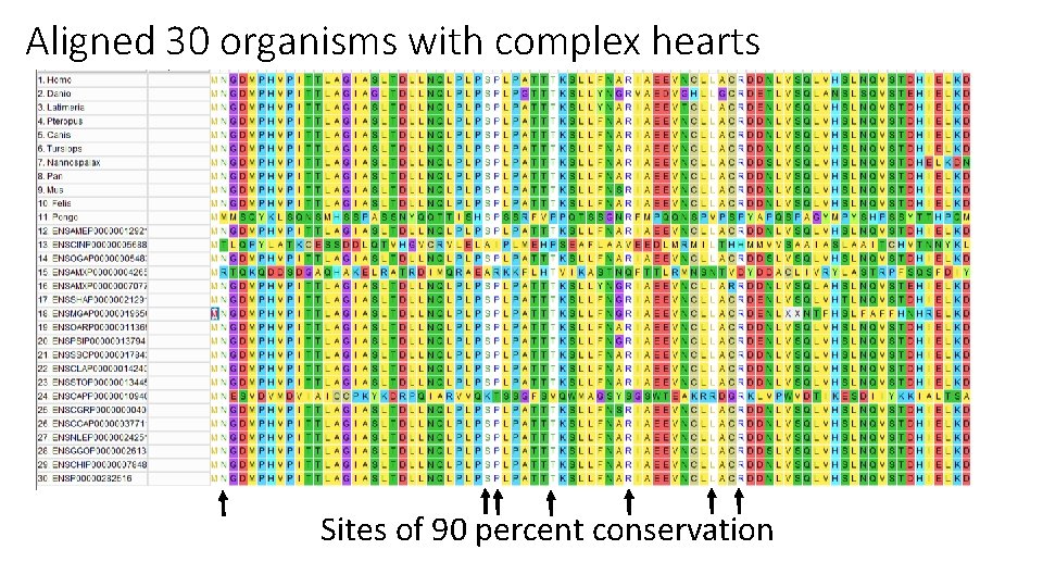 Aligned 30 organisms with complex hearts Sites of 90 percent conservation Aligned 30 organisms with complex hearts Sites of 90 percent conservation