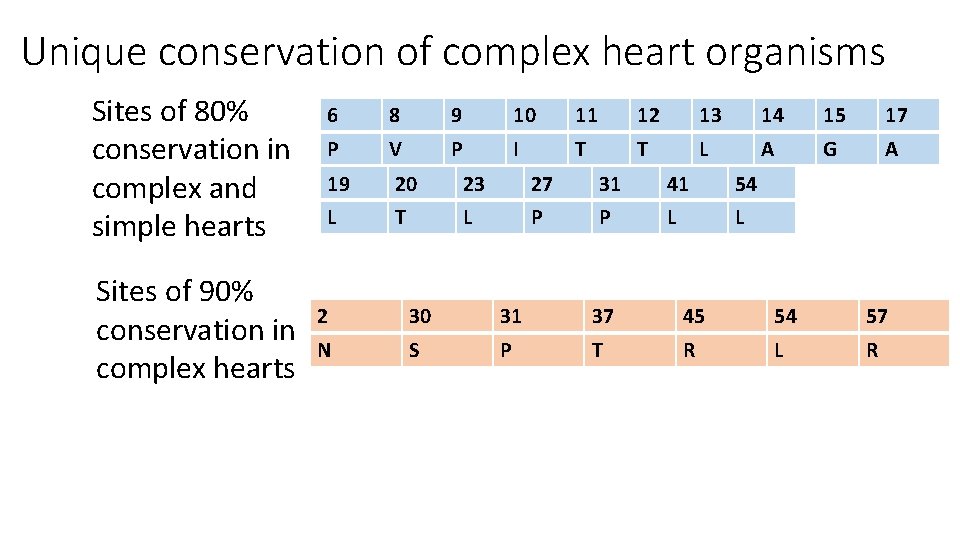 Unique conservation of complex heart organisms Sites of 80% conservation in complex and simple Unique conservation of complex heart organisms Sites of 80% conservation in complex and simple