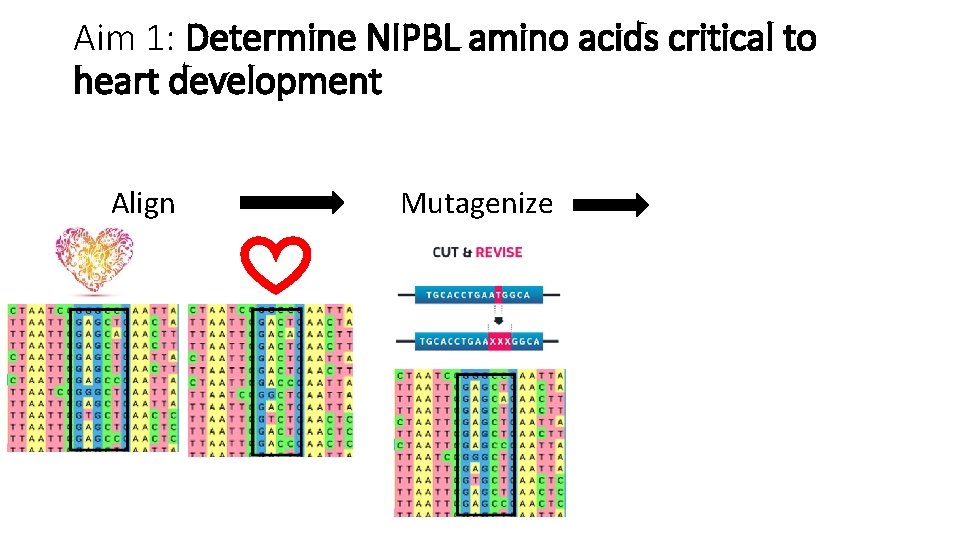 Aim 1: Determine NIPBL amino acids critical to heart development Align Mutagenize Observe Aim 1: Determine NIPBL amino acids critical to heart development Align Mutagenize Observe