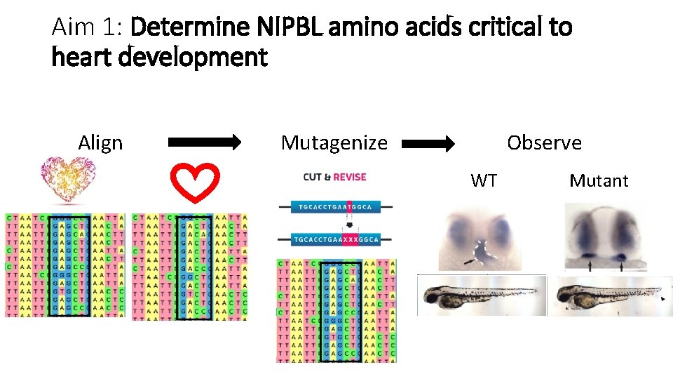Aim 1: Determine NIPBL amino acids critical to heart development Align Observe Mutagenize WT Aim 1: Determine NIPBL amino acids critical to heart development Align Observe Mutagenize WT
