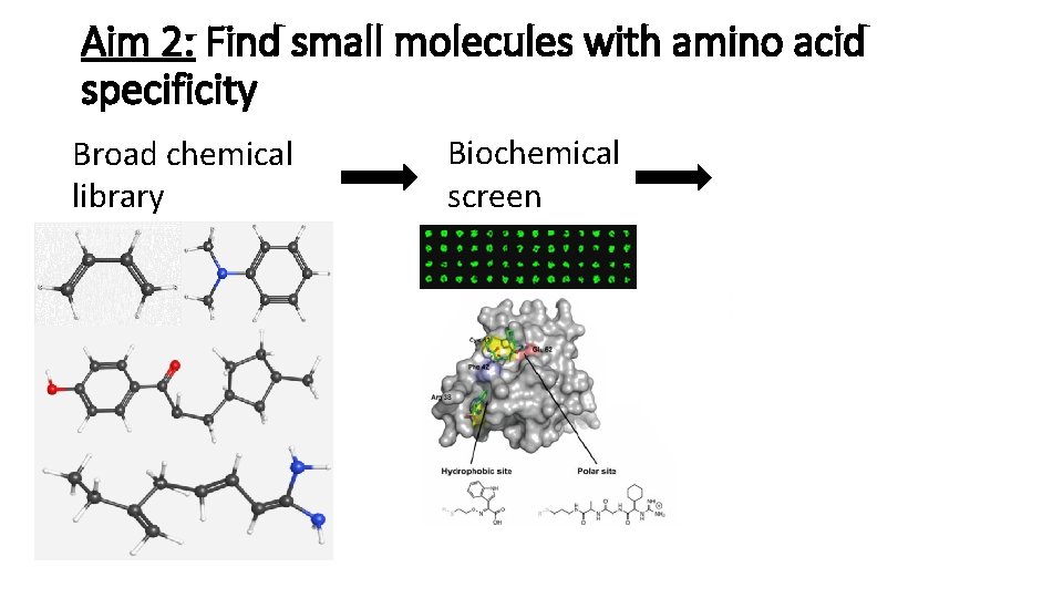 Aim 2: Find small molecules with amino acid specificity Broad chemical library Biochemical screen Aim 2: Find small molecules with amino acid specificity Broad chemical library Biochemical screen