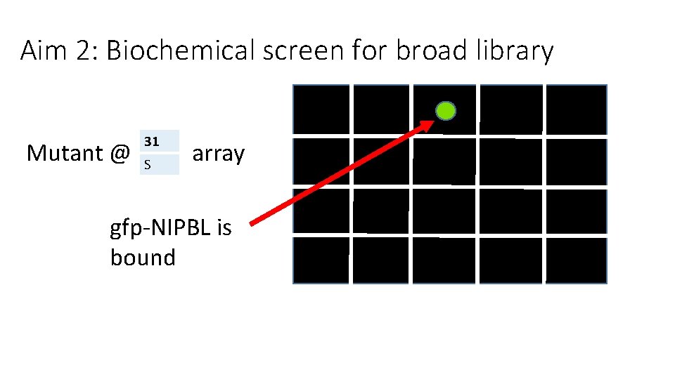 Aim 2: Biochemical screen for broad library Mutant @ 31 S array gfp-NIPBL is Aim 2: Biochemical screen for broad library Mutant @ 31 S array gfp-NIPBL is