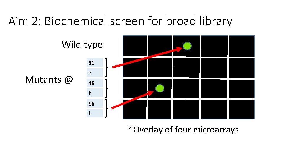 Aim 2: Biochemical screen for broad library Wild type 31 Mutants @ S 46 Aim 2: Biochemical screen for broad library Wild type 31 Mutants @ S 46