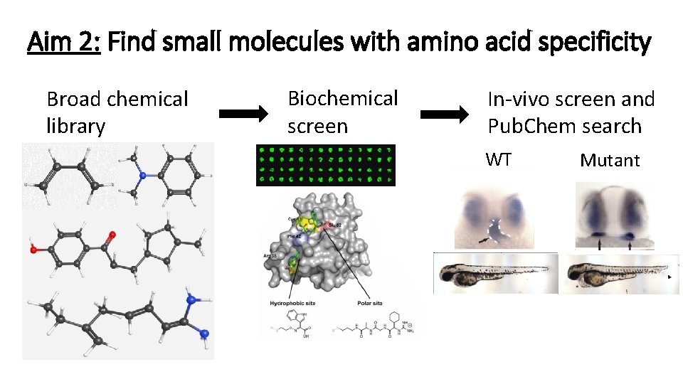 Aim 2: Find small molecules with amino acid specificity Broad chemical library Biochemical screen Aim 2: Find small molecules with amino acid specificity Broad chemical library Biochemical screen
