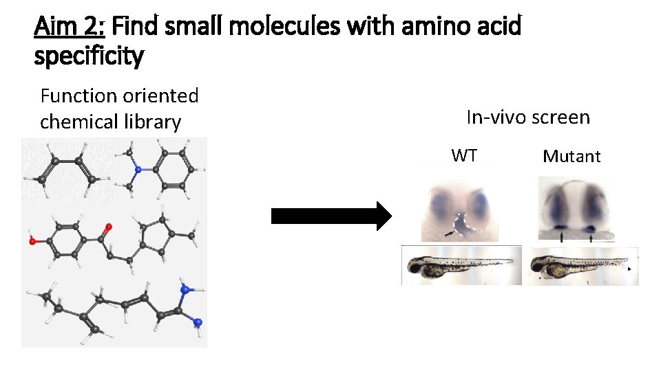 Aim 2: Find small molecules with amino acid specificity Function oriented chemical library In-vivo Aim 2: Find small molecules with amino acid specificity Function oriented chemical library In-vivo