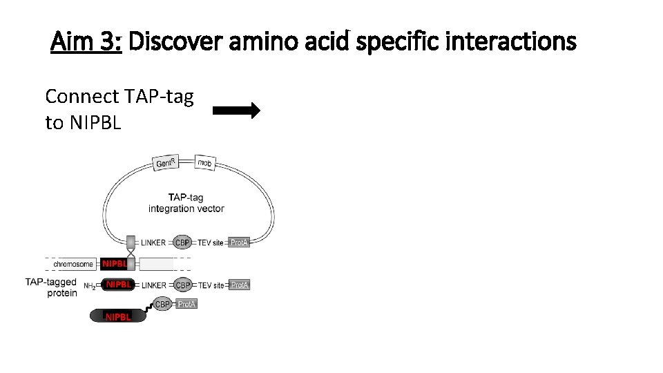Aim 3: Discover amino acid specific interactions Connect TAP-tag to NIPBL Pull-down & mass Aim 3: Discover amino acid specific interactions Connect TAP-tag to NIPBL Pull-down & mass