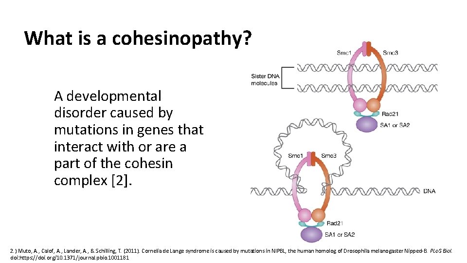 What is a cohesinopathy? A developmental disorder caused by mutations in genes that interact What is a cohesinopathy? A developmental disorder caused by mutations in genes that interact