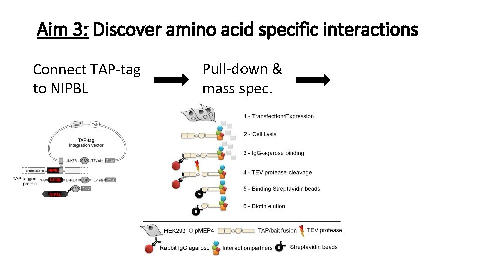 Aim 3: Discover amino acid specific interactions Connect TAP-tag to NIPBL Pull-down & mass Aim 3: Discover amino acid specific interactions Connect TAP-tag to NIPBL Pull-down & mass