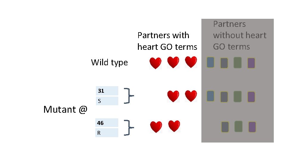 Partners with heart GO terms Wild type 31 Mutant @ S 46 R Partners Partners with heart GO terms Wild type 31 Mutant @ S 46 R Partners