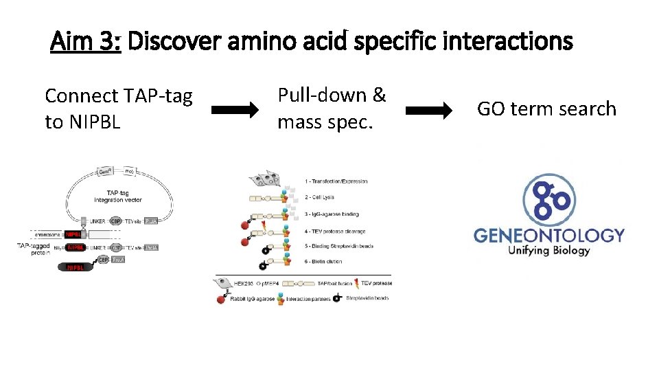 Aim 3: Discover amino acid specific interactions Connect TAP-tag to NIPBL Pull-down & mass Aim 3: Discover amino acid specific interactions Connect TAP-tag to NIPBL Pull-down & mass