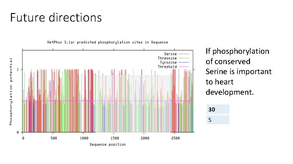 Future directions If phosphorylation of conserved Serine is important to heart development. 30 S Future directions If phosphorylation of conserved Serine is important to heart development. 30 S