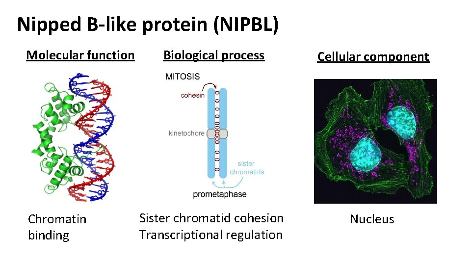 Nipped B-like protein (NIPBL) Molecular function Chromatin binding Biological process Cellular component Sister chromatid Nipped B-like protein (NIPBL) Molecular function Chromatin binding Biological process Cellular component Sister chromatid