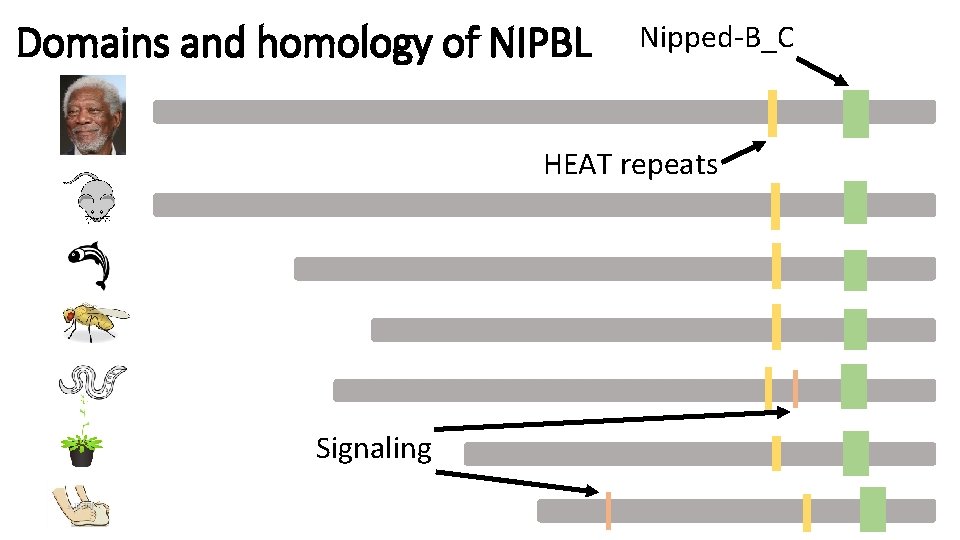 Domains and homology of NIPBL Nipped-B_C HEAT repeats Signaling Domains and homology of NIPBL Nipped-B_C HEAT repeats Signaling