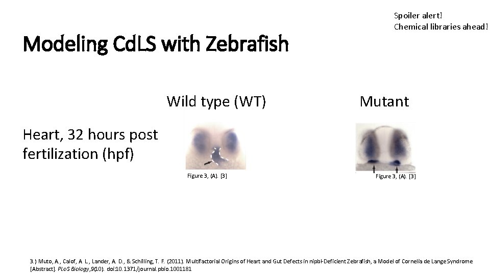 Modeling Cd. LS with Zebrafish Spoiler alert! Chemical libraries ahead! Mutant Wild type (WT) Modeling Cd. LS with Zebrafish Spoiler alert! Chemical libraries ahead! Mutant Wild type (WT)