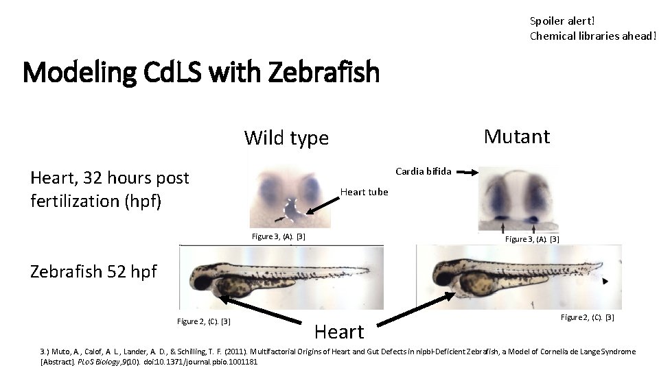 Spoiler alert! Chemical libraries ahead! Modeling Cd. LS with Zebrafish Mutant Wild type Cardia Spoiler alert! Chemical libraries ahead! Modeling Cd. LS with Zebrafish Mutant Wild type Cardia